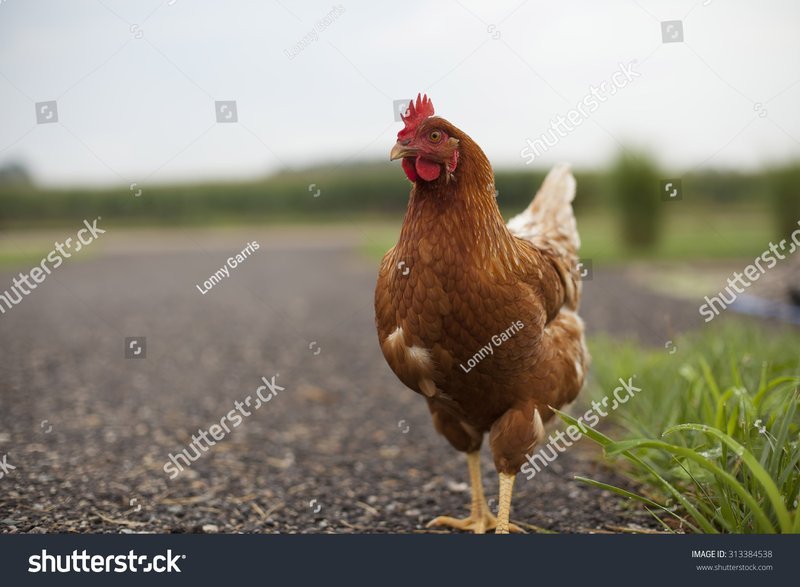 Migliore chicken road demo a Italy